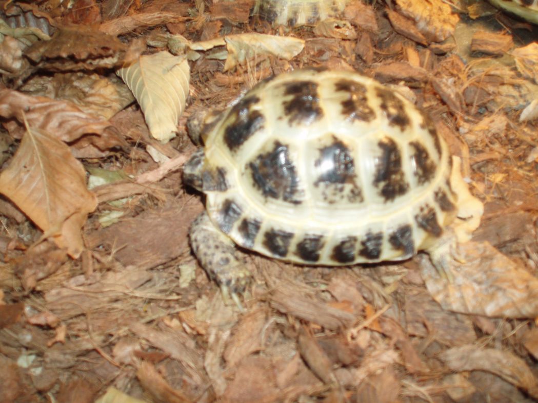 Áda