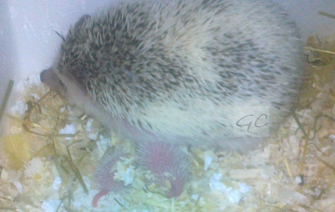 12.5.2012 - Sněženka je vzorná matka