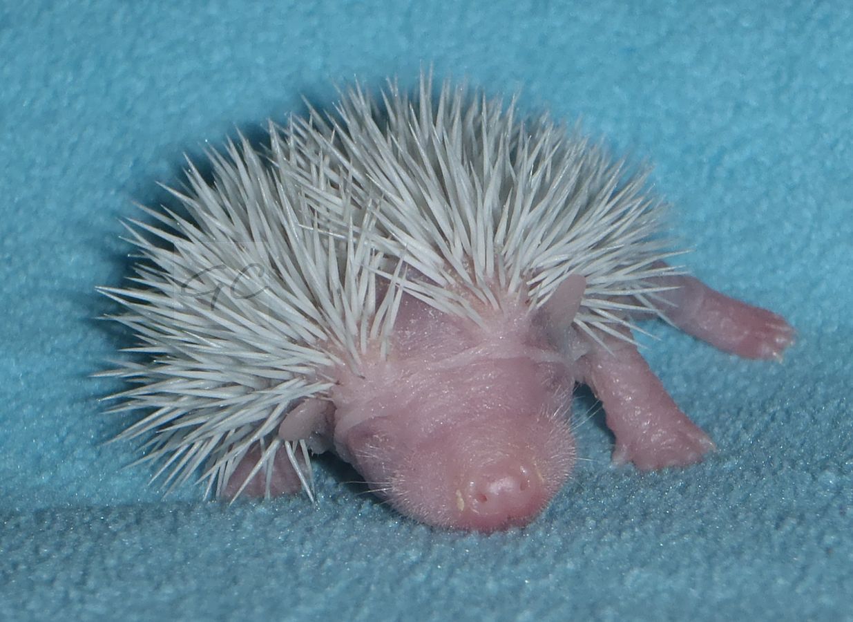 17.5.2012 - 22 g, kluk