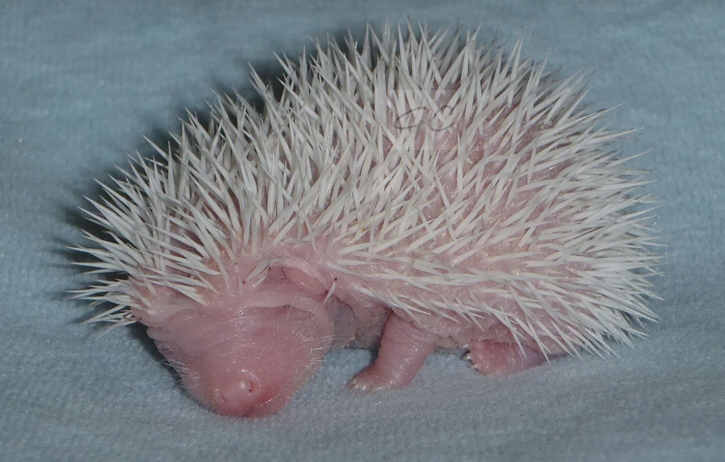 18.5.2012 - kluk, 26g