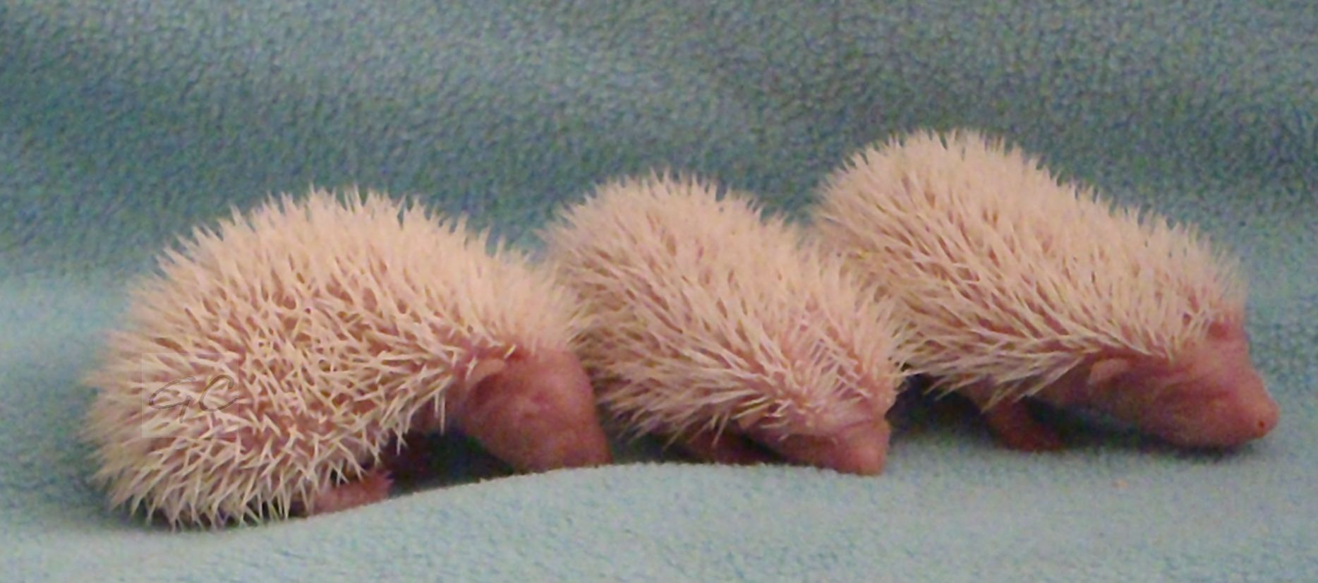 20.5.2012 - 31g, 31g, 26g