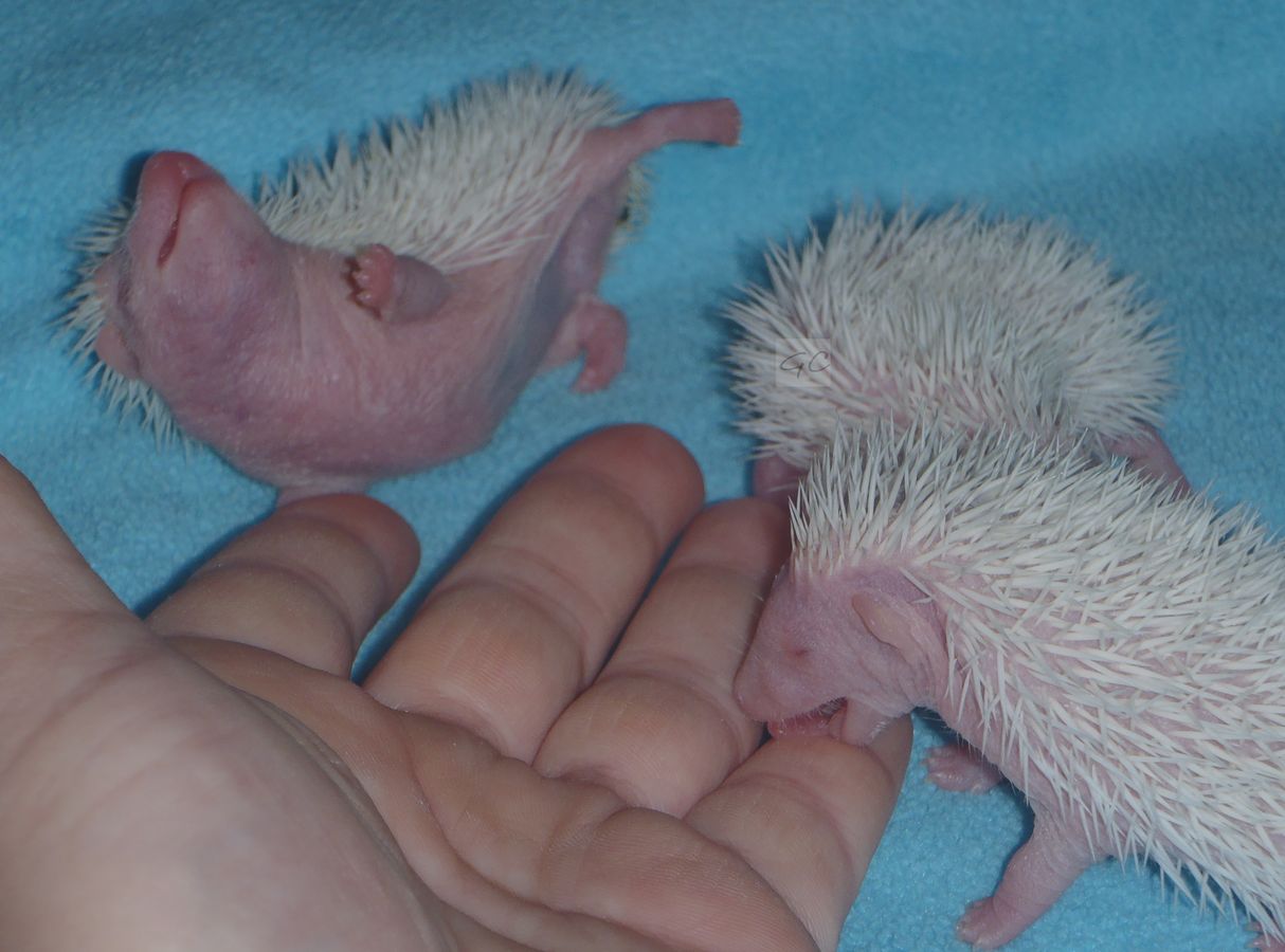 23.5.2012 - 42g, 41g, 36g