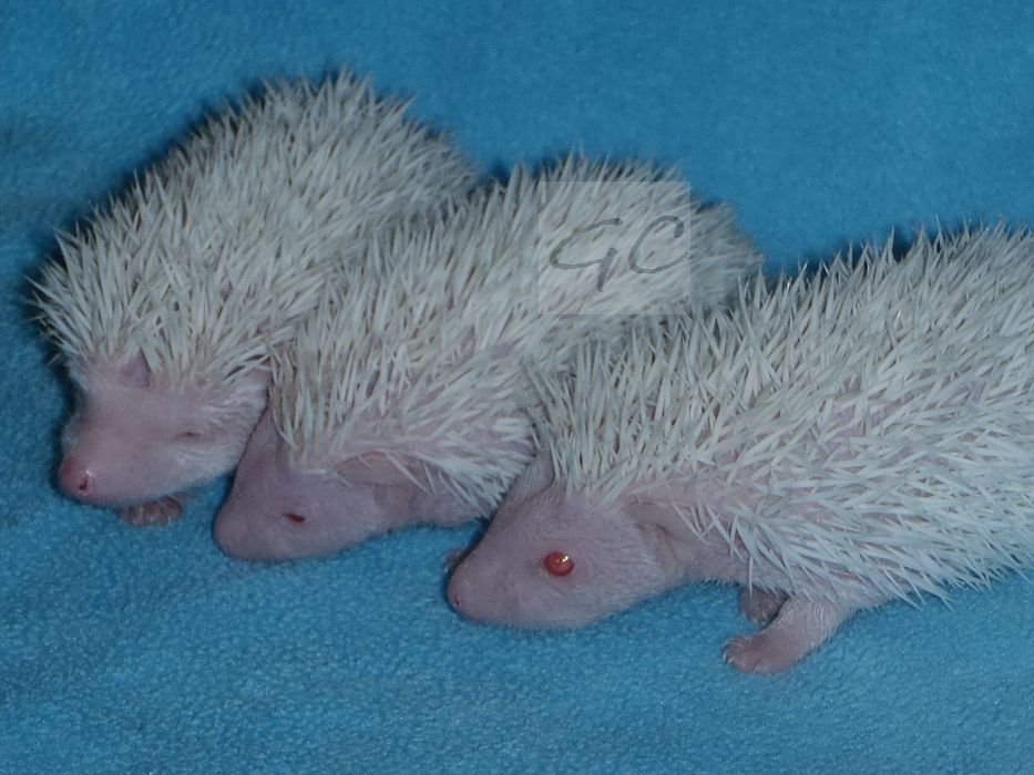29.5.2012 - 59g, 57g, 54g
