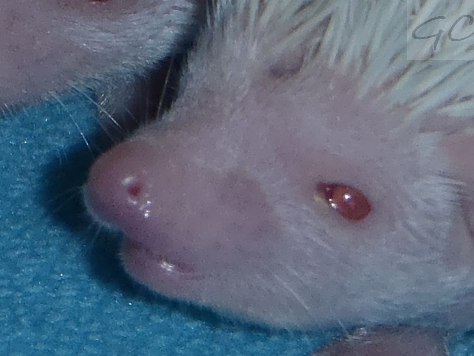 P5291205