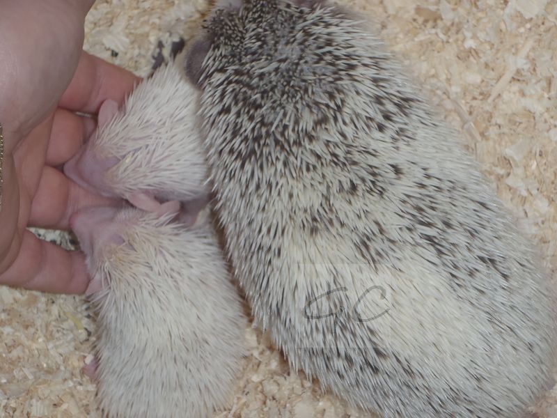 3.6.2012 - 74g, 74g, 70g