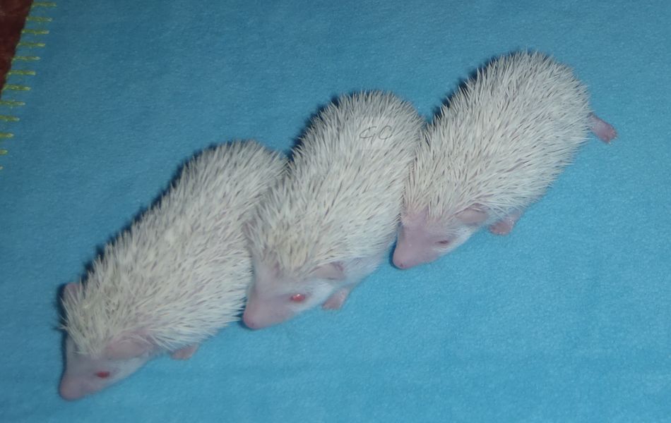 4.6.2012 - 77g, 76g, 71g
