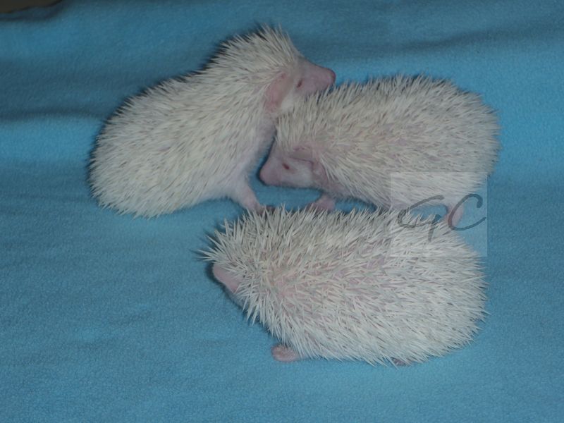 6.6.2012 - 82g, 79g, 78g