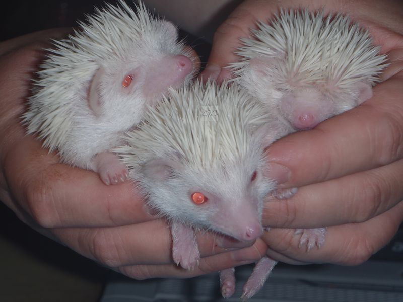 8.6.2012 - 92g, 75g, 83g