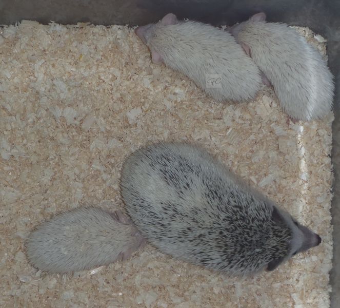 9.6.2012 - 32.den, 93g, 77g, 85g