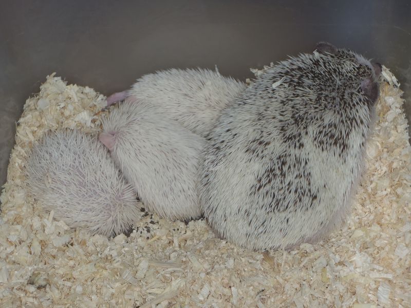 11.6.2012 - 95g, 76g, 91g