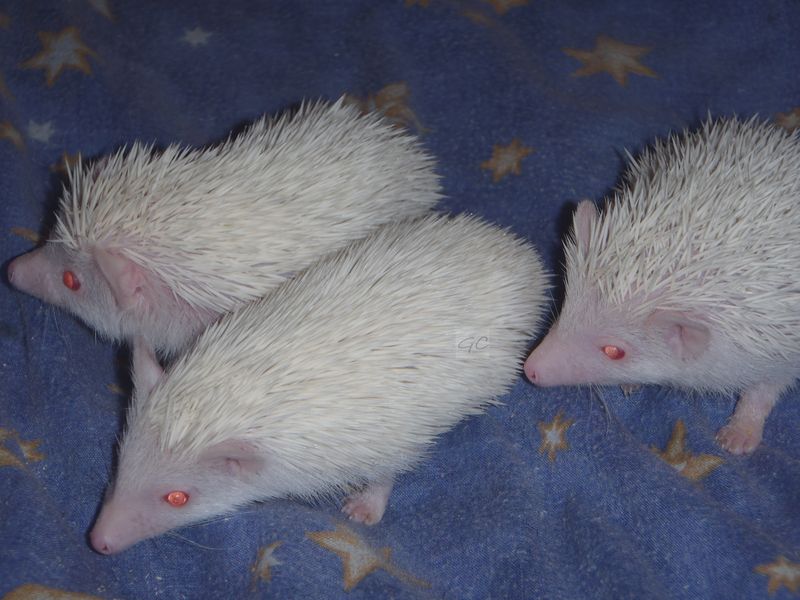 16.6.2012 - 121g, 88g, 123g