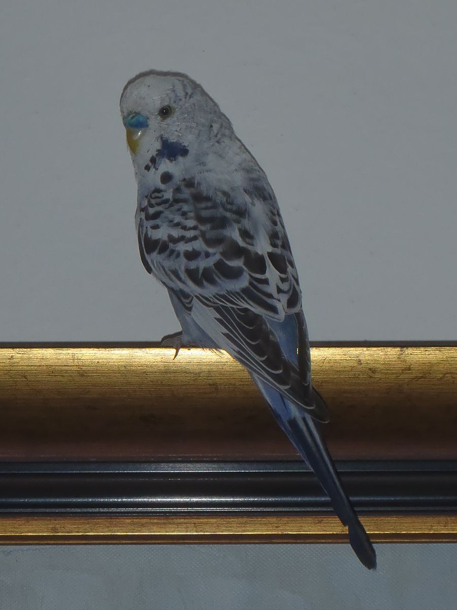 PC011090